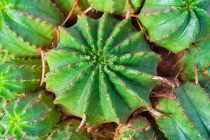 Close up view of a succulents euphorbia as background photo