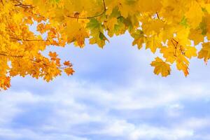 Fragment of a yellow autumn foliage against a cloud sky photo