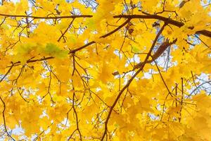 Yellow autumn foliage on a tree as background, texture photo