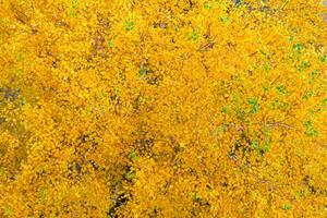 Top view of a yellow autumn foliage on trees as background, texture photo