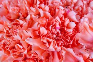 Close up view of a red flower of carnation as background photo