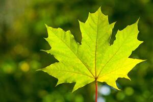Close up view of maple leaf illuminated by sunlight on the green trees background photo
