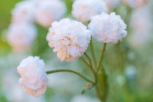 Close up view on a white flowers of Gypsophila paniculata photo