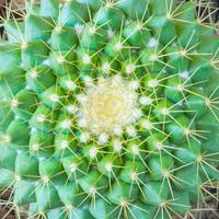 Top view of a cactus mammillaria as background, texture photo