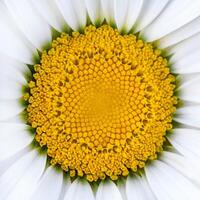 Close up view on a center of chamomile flower as background, texture photo