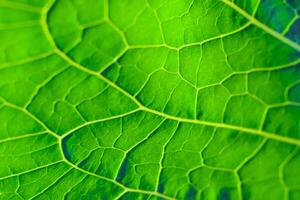 Close-up view on a green leaf as background photo