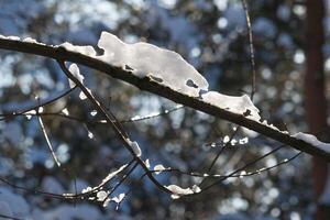 Close up view of a dry tree branch covered with snow photo