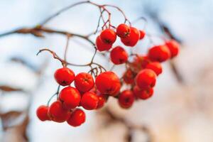 Close up view of a red rowan berries against the background of dry branches and a gray sky in bokeh photo