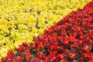Abstract view on a of red begonia flowers and yellow decorative leaves of the coleus, separated by a diagonal line, as background photo