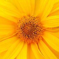 Close up view on a center of yellow daisy flower as background photo