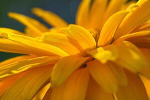 Close up view on a fragment of yellow daisy flower photo