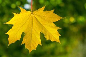 Close up view of maple leaf illuminated by sunlight on the green trees background photo