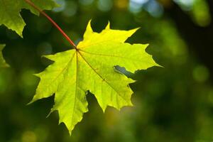 Close up view of maple leaf illuminated by sunlight on the green trees background photo