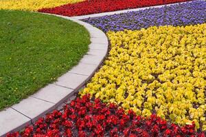 View on a fragment of a multicolored flowerbed of begonia, ageratum and decorative leaves of the coleus plant photo