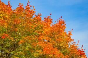 Fragment of autumn tree with yellow-orange leaves against a blue sky background photo
