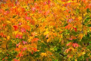 Orange autumn leaves on the trees as background, texture photo