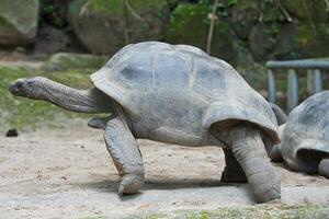 Closeup of the aldabra land giant tortoise inside the botanical garden, Mahe Seychelles photo