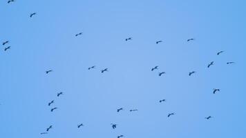 Birds circling in the blue sky overhead. Flock of birds high in the sky, silhouette. View from below video