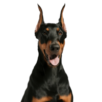 Isolated Dog Portrait png
