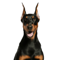 Isolated Dog Portrait png