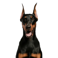 Isolated Dog Portrait png