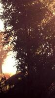 sun rising in a forest with fog video
