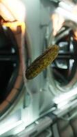 marinated pickled cucumber floating in internation space station video
