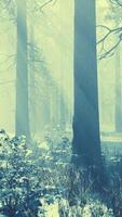 Trees in misty winter forest frosty and foggy video