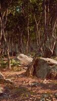 Roots of a tree in a misty forest video