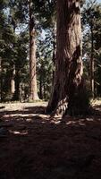 Classic view of famous giant sequoia trees video