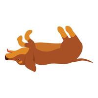 Playful brown dachshund rolling on its back vector