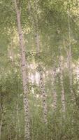 Sunrise or sunset in a spring birch forest with rays of sun shining video