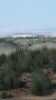 Green grass in Liwa Desert video