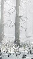 Trees in misty winter forest frosty and foggy video