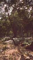 Roots of a tree in a misty forest video