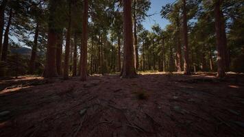 Giant Sequoia Trees at summertime in Sequoia National Park. dark forest video