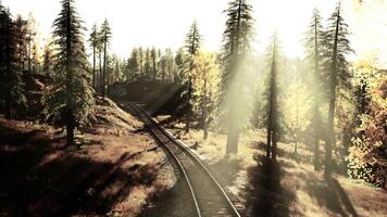 Worn-out train tracks traversing a thicket of fir trees at dusk video