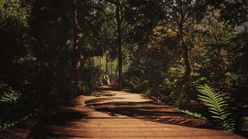 jungle's brightness is illuminated by a crooked wooden path video