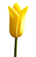 Yellow tulip flowers in full blooming isolated. Beauty in nature png