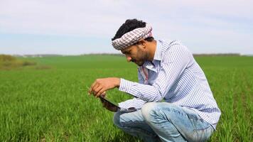 Indian farmer on a green wheat field with a tablet in his hands. Smart farm video