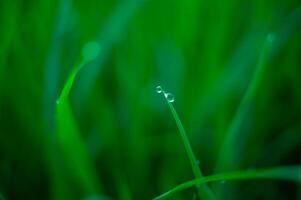 natural fresh dew on the tips of green leaves photo