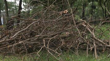 Branches, roots, pieces of trunks remaining on piles after removing wood from the forest, used for the production of wood chips used as an energy raw material. photo