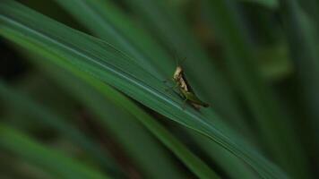 Green grasshopper herbivorous insects from the suborder Caelifera in the order orthoptera photo