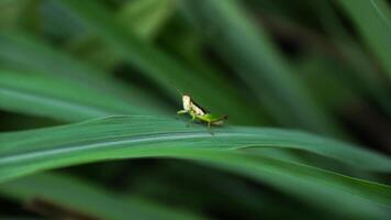Green grasshopper herbivorous insects from the suborder Caelifera in the order orthoptera photo
