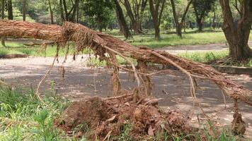 Branches, roots, pieces of trunks remaining on piles after removing wood from the forest, used for the production of wood chips used as an energy raw material. photo