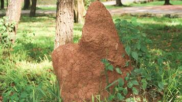 close up view of an ant hill or ant colony made of mud. Home for ants in their natural habitat. photo