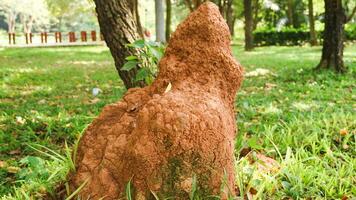 close up view of an ant hill or ant colony made of mud. Home for ants in their natural habitat. photo