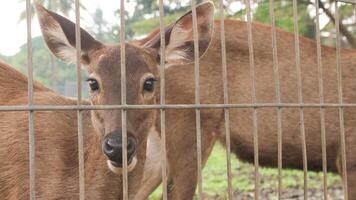 Red deer is looking at the camera. With big brown eyes and a sharp gaze. photo
