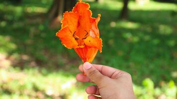 Spathodea campanulata or orange fountain tree flower. photo