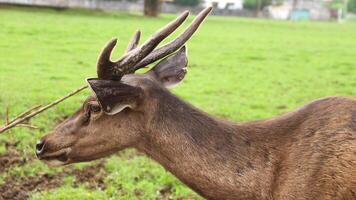 Red deer is looking at the camera. With big brown eyes and a sharp gaze. photo